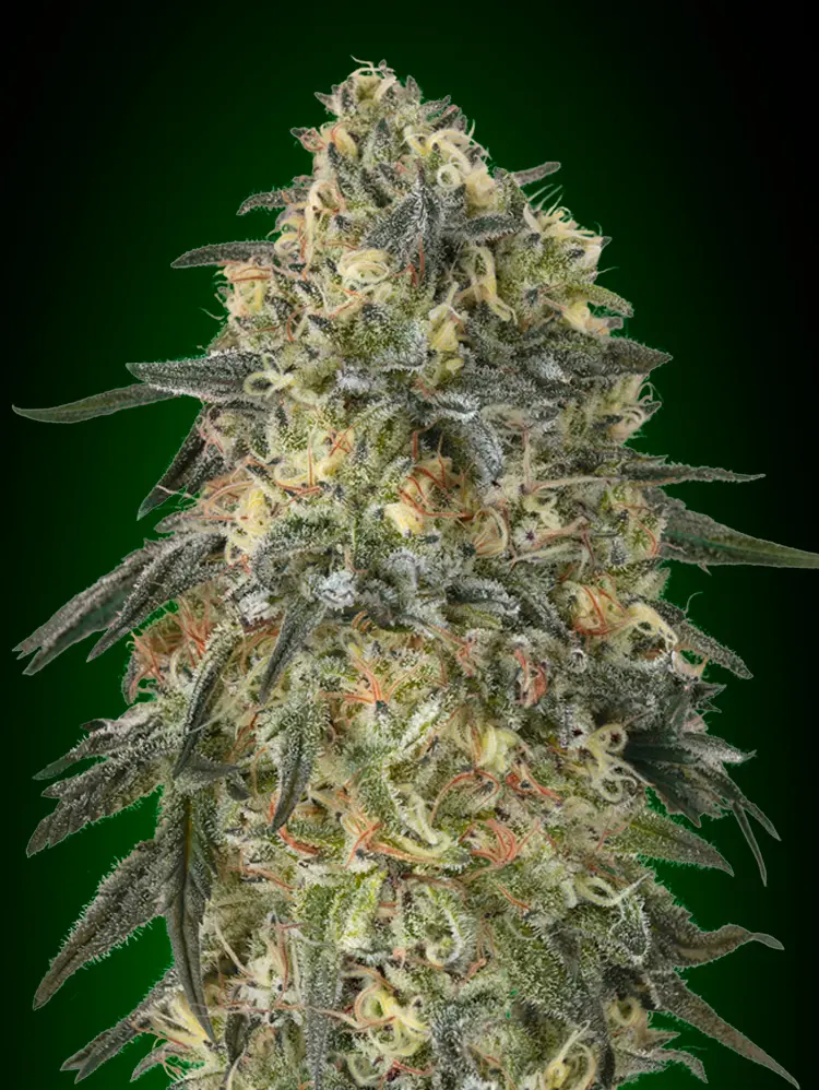 GORILLA 00 SEEDS FEM