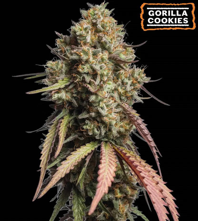 GORILLA COOKIES AUTO SEEDSTOCKERS