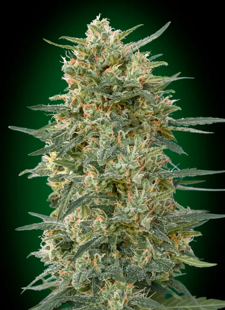 GORILLA FAST 00 SEEDS