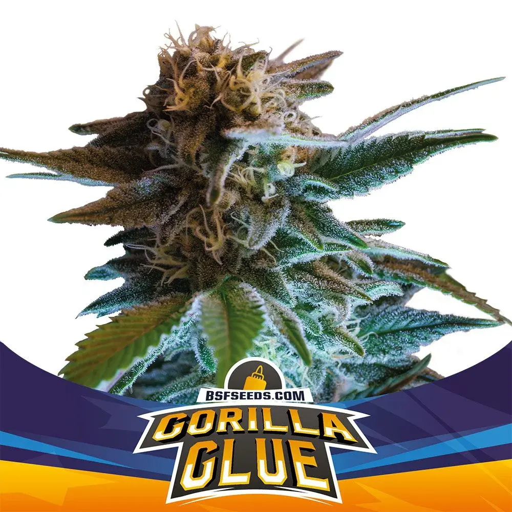 GORILLA GLUE AUTO BSF SEEDS