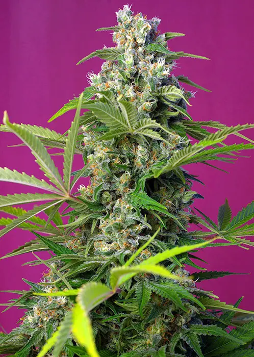 GORILLA GIRL® SWEET SEEDS FEM