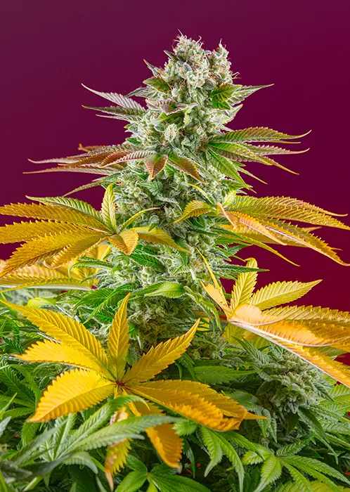 GORILLA GIRL F1 FAST VERSION® SWEET SEEDS