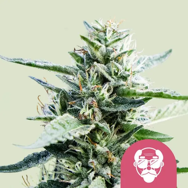 GRANDDADDY PURPLE ROYAL QUEEN SEEDS