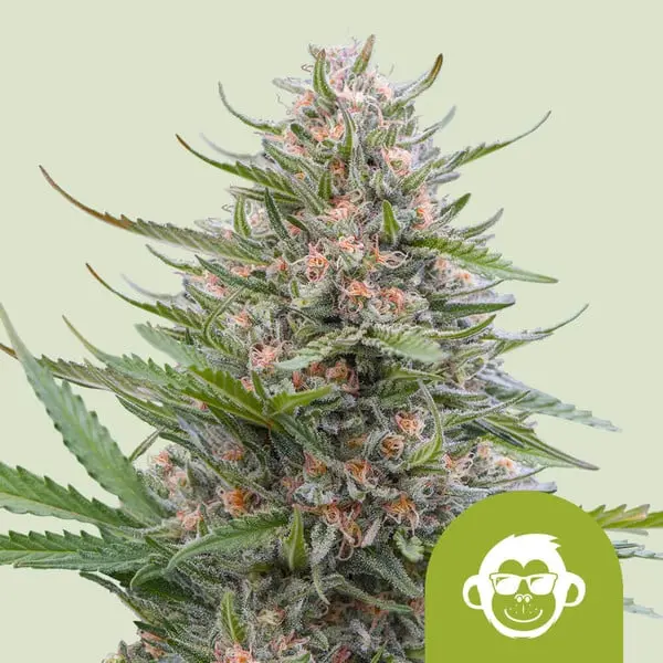 GRAPE APE AUTO ROYAL QUEEN SEEDS