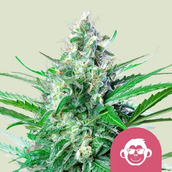 GRAPE APE ROYAL QUEEN SEEDS