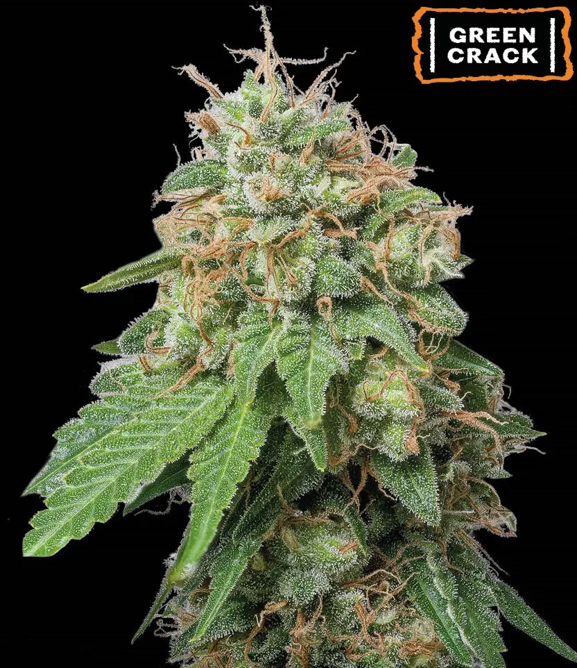 GREEN CRACK AUTO SEEDSTOCKERS