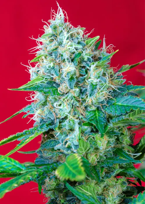 GREEN POISON® SWEET SEEDS FEM