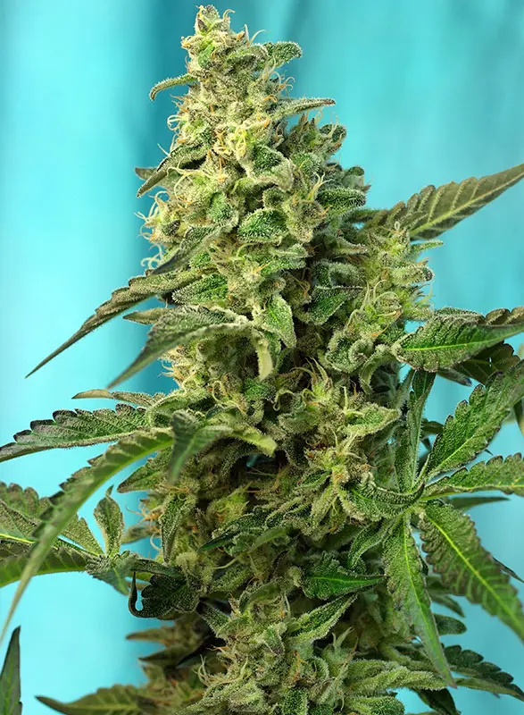 GREEN POISON F1 FAST VERSION® SWEET SEEDS