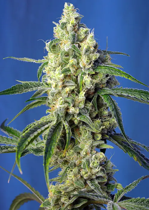 GREEN POISON CBD® SWEET SEEDS