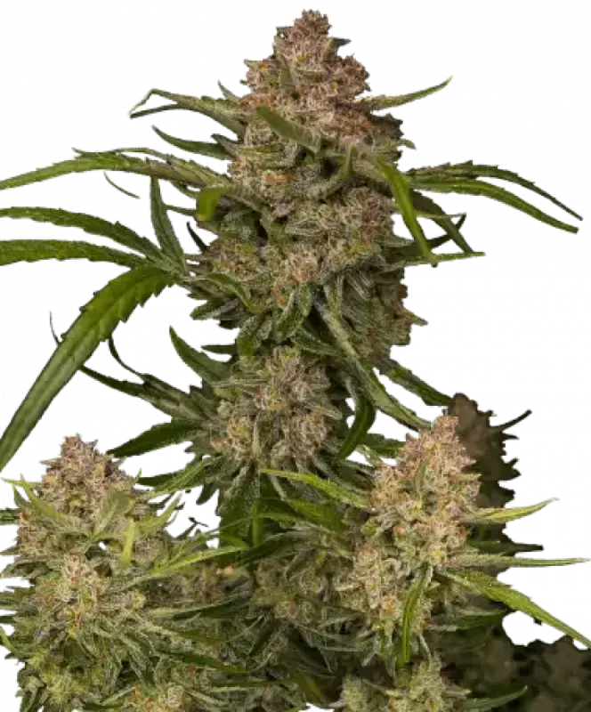 GUAVA AUTO™ FAST BUDS