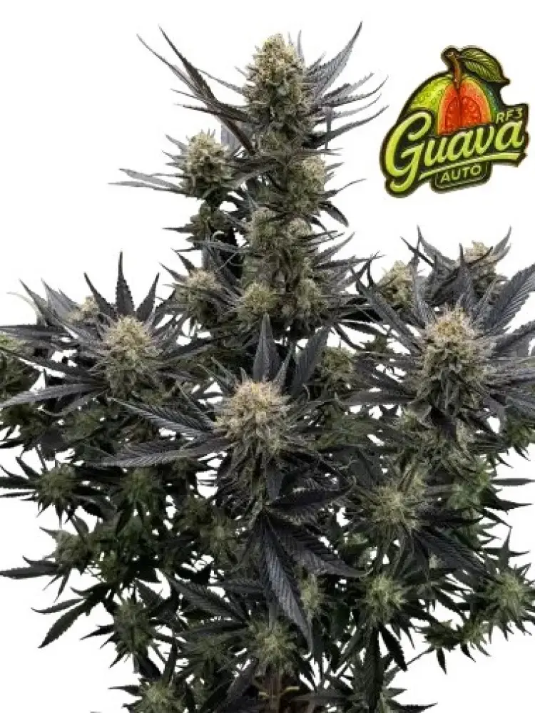 GUAVA AUTO RF3 FAST BUDS