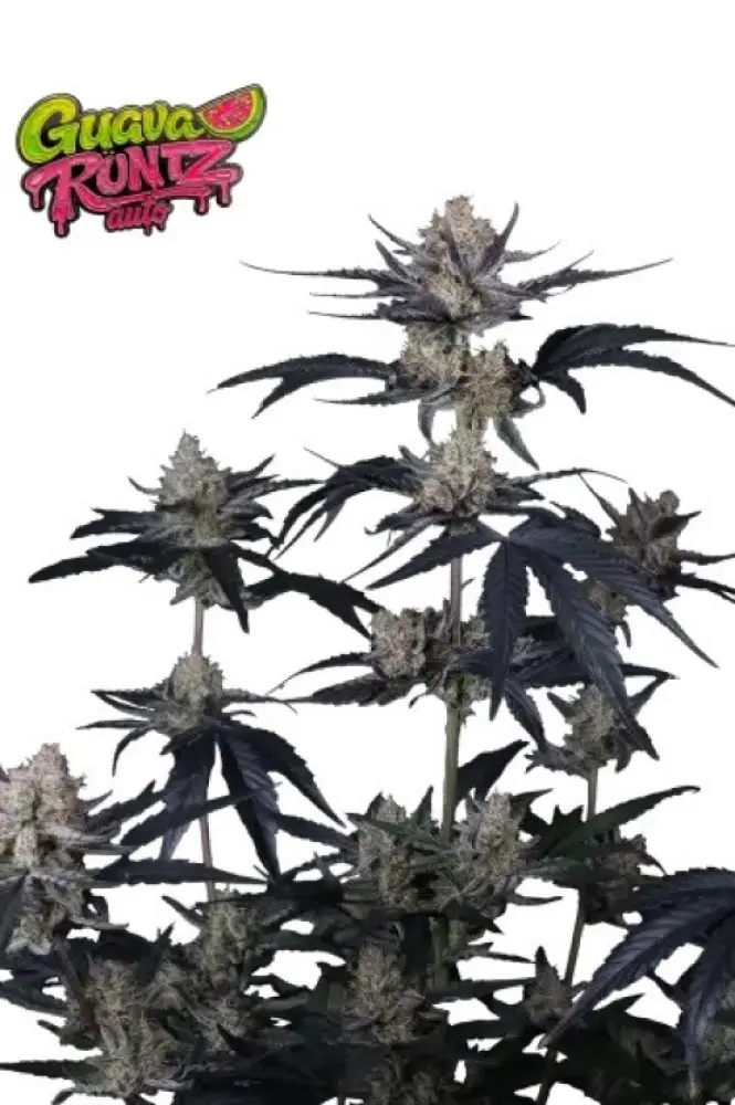 GUAVA RUNTZ AUTO FAST BUDS