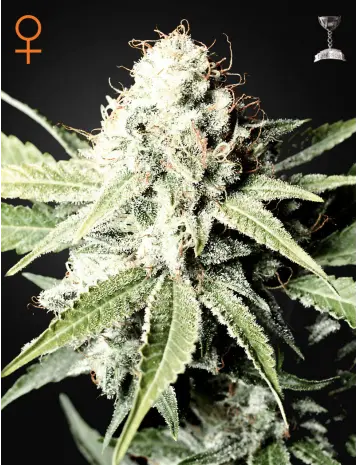 GREAT WHITE SHARK GREEN HOUSE SEED FEM