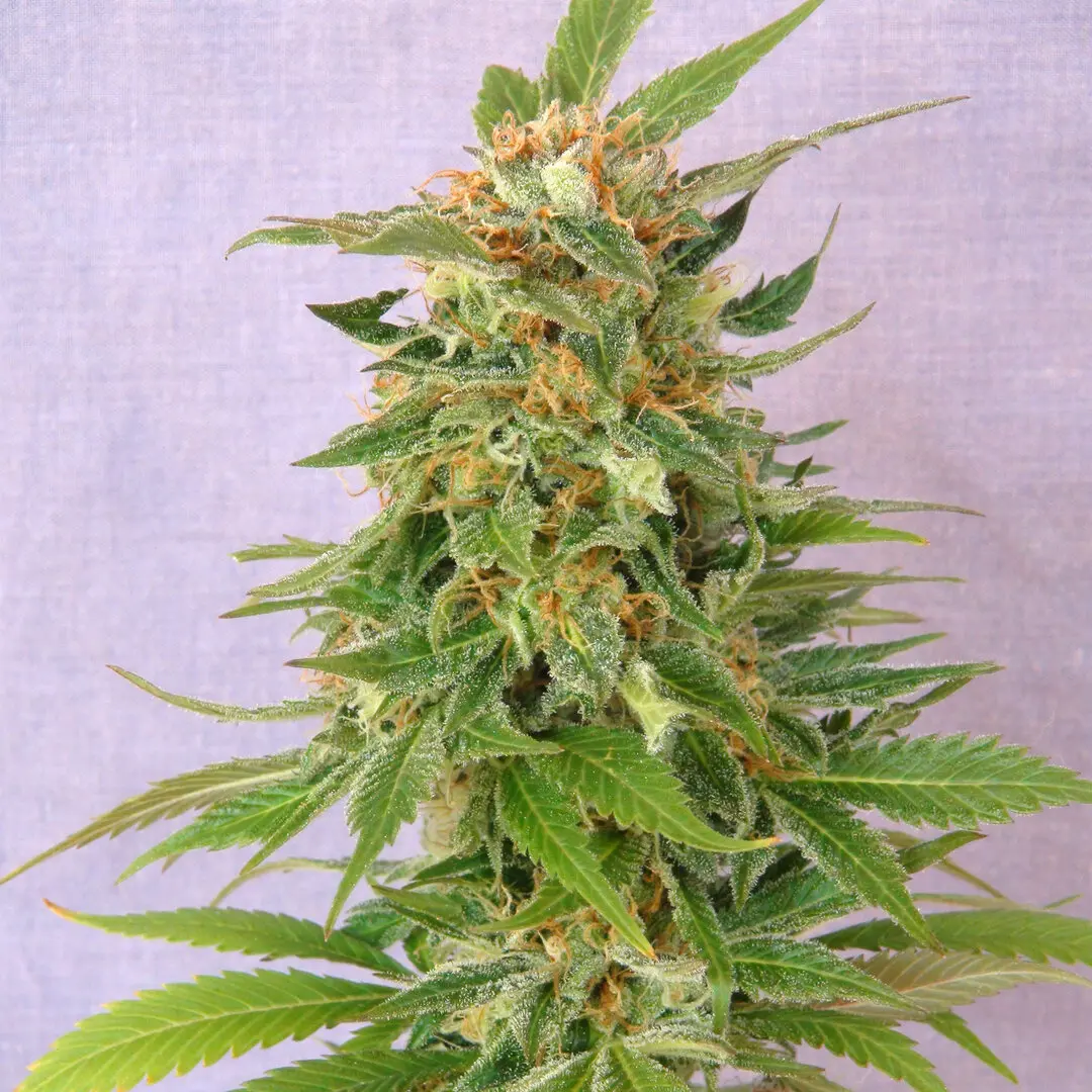 GINGER PUNCH AUTO KANNABIA