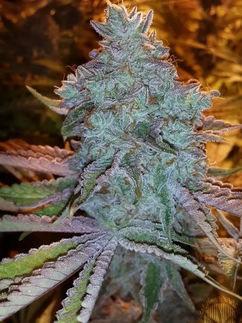 GIRL SCOUT COOKIES THE CALI CONNECTION FEM