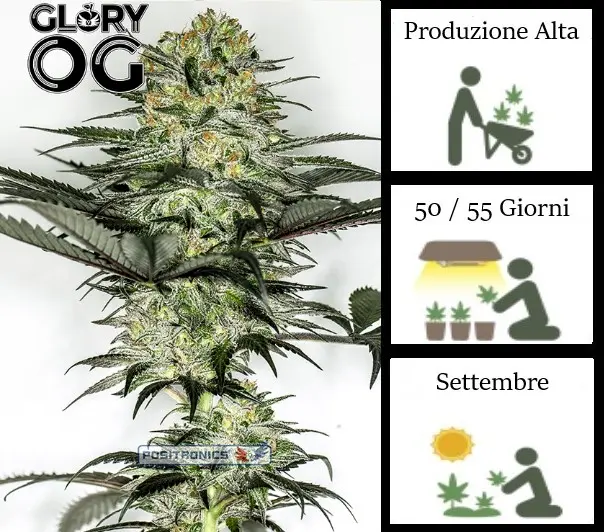 GLORY OG POSITRONICS INDICA