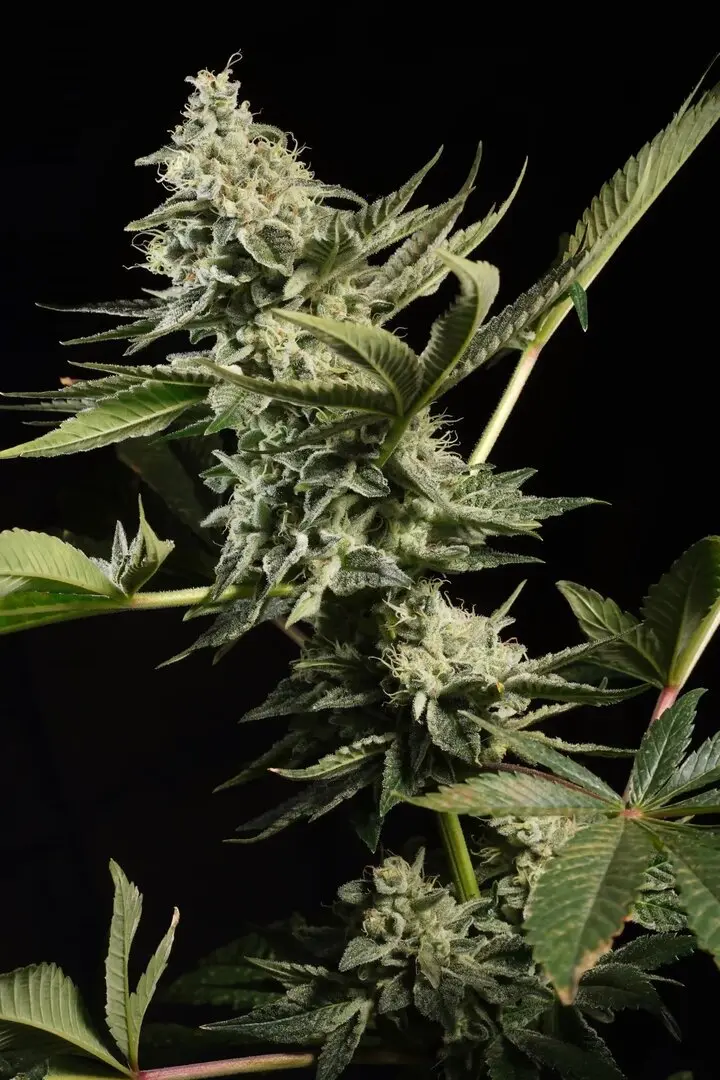 GLOWSTARZ PARADISE SEEDS FEM