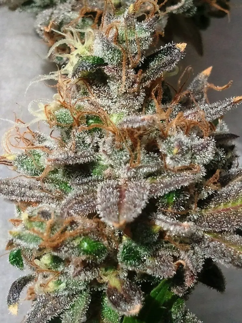 GRAPE KUSH THE CALI CONNECTION FEM