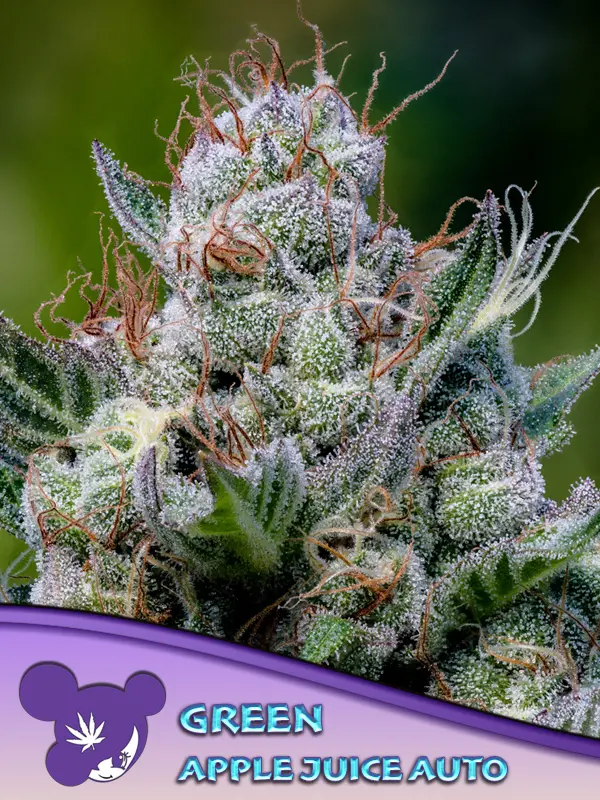 GREEN APPLE JUICE AUTO ANESIA SEEDS