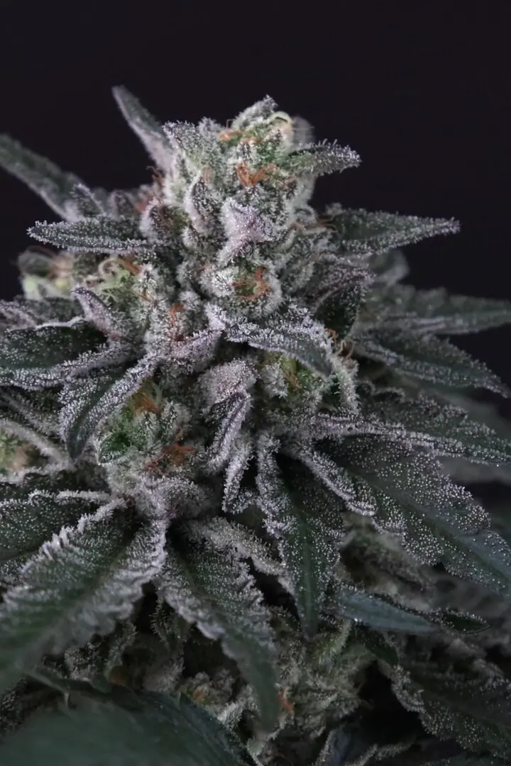 GULUPA PARADISE SEEDS FEM