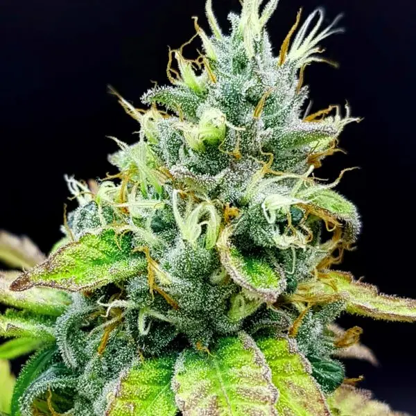 GURU COOKIES MELON (GIRL SCOUT COOKIES x WATERMELON x DANK SINATRA) GURU PLANT GENETIK FEM