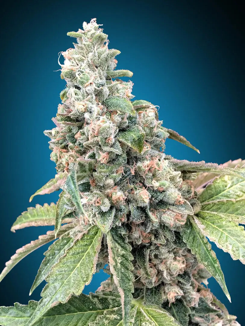 HARLEQUIN CBD 00 SEEDS