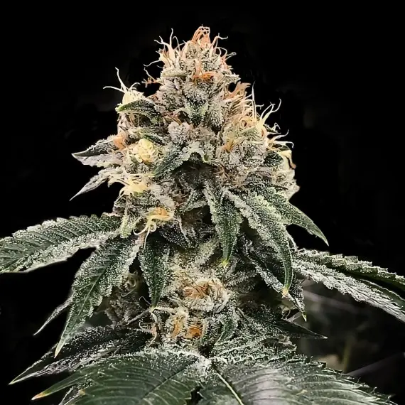 HG23 AKA MICHAEL JORDAN AUTO  DNA GENETICS
