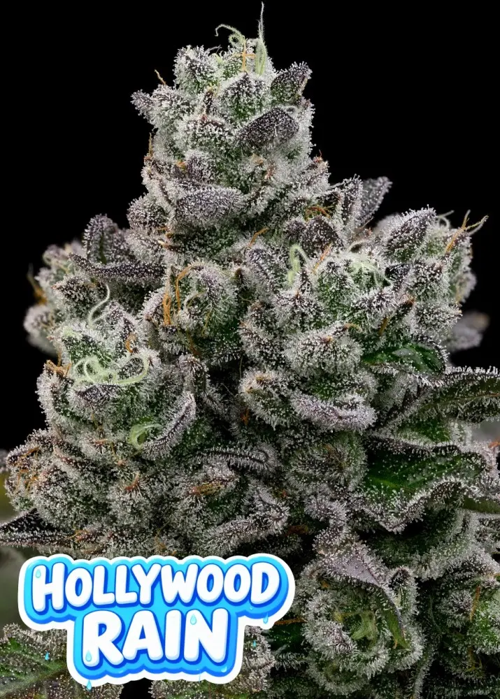 HOLLYWOOD RAIN ANESIA SEEDS