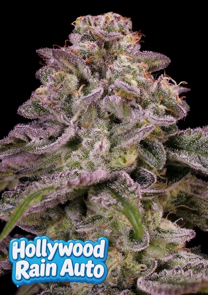 HOLLYWOOD RAIN AUTO ANESIA SEEDS