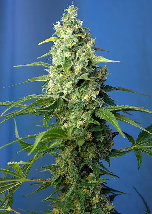 HONEY PEACH AUTO CBD® SWEET SEEDS