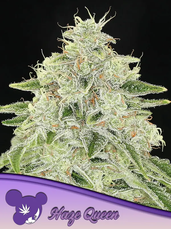 HAZE QUEEN ANESIA SEEDS