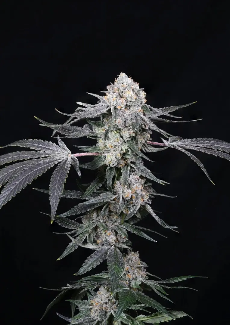 HIGH SOCIETY PARADISE SEEDS FEM