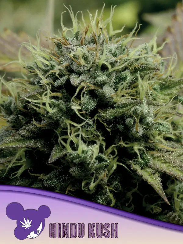 HINDU KUSH ANESIA SEEDS