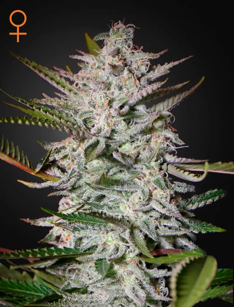 HOLY PUNCH GREEN HOUSE SEED FEM