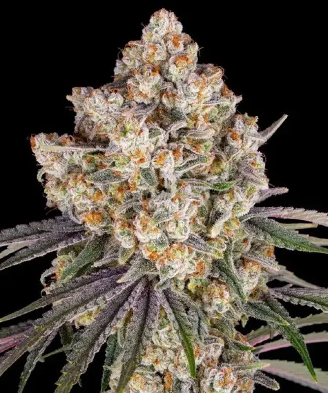 ICE CREAM CAKE BARNEY'S FARM FEM