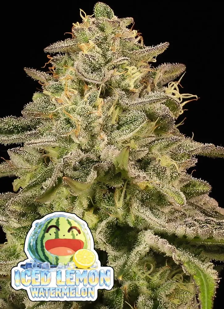ICED LEMON WATERMELON ANESIA SEEDS