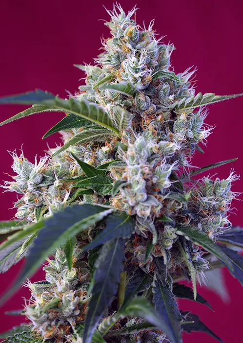 INDIGO BERRY KUSH® SWEET SEEDS FEM