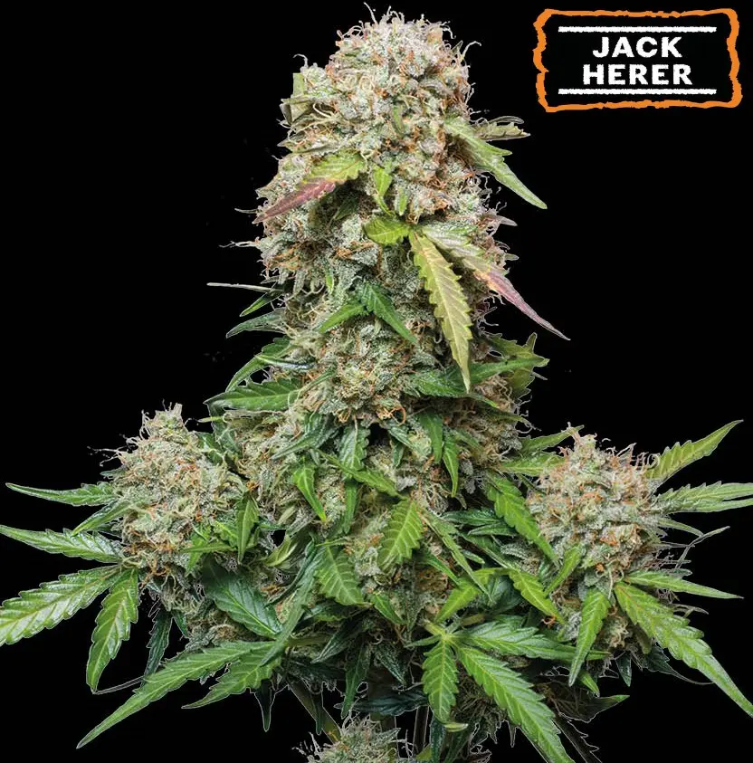 JACK HERER AUTO SEEDSTOCKERS