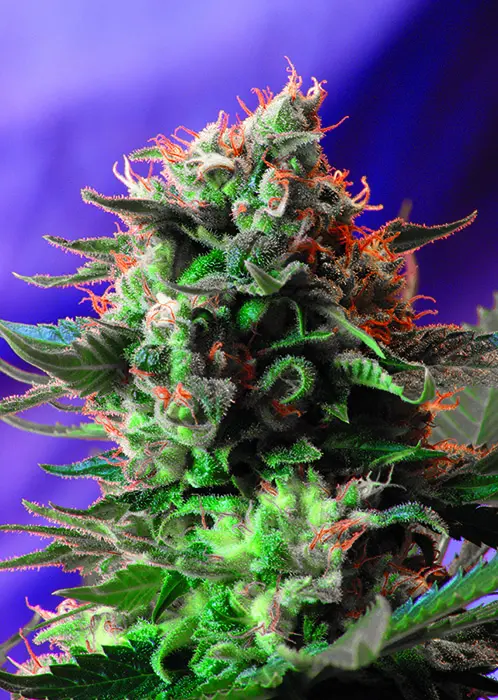 JACK 47® SWEET SEEDS FEM