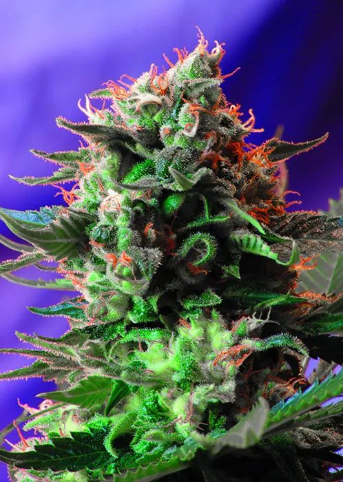 JACK 47 F1 FAST VERSION® SWEET SEEDS