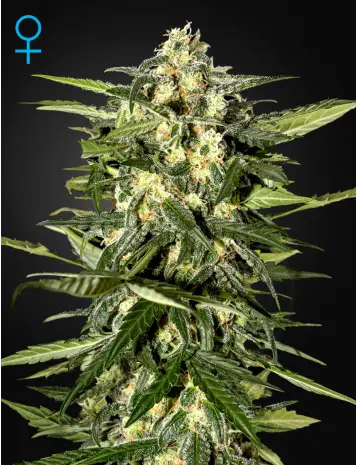 JACK HERER AUTO GREEN HOUSE SEED