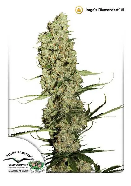 JORGE’S DIAMONDS #1 ® DUTCH PASSION FEM