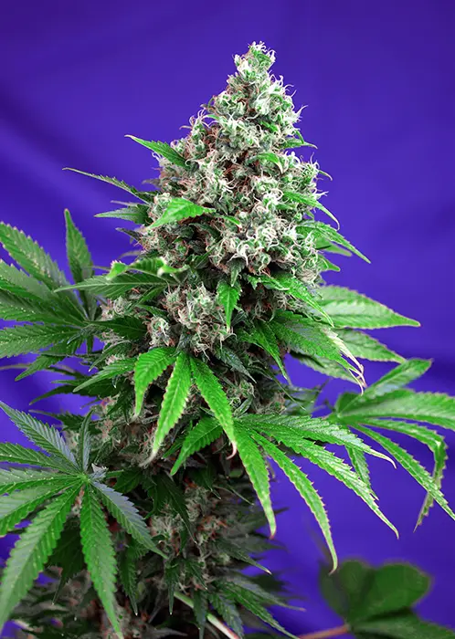 KILLER KUSH F1 FAST VERSION® SWEET SEEDS