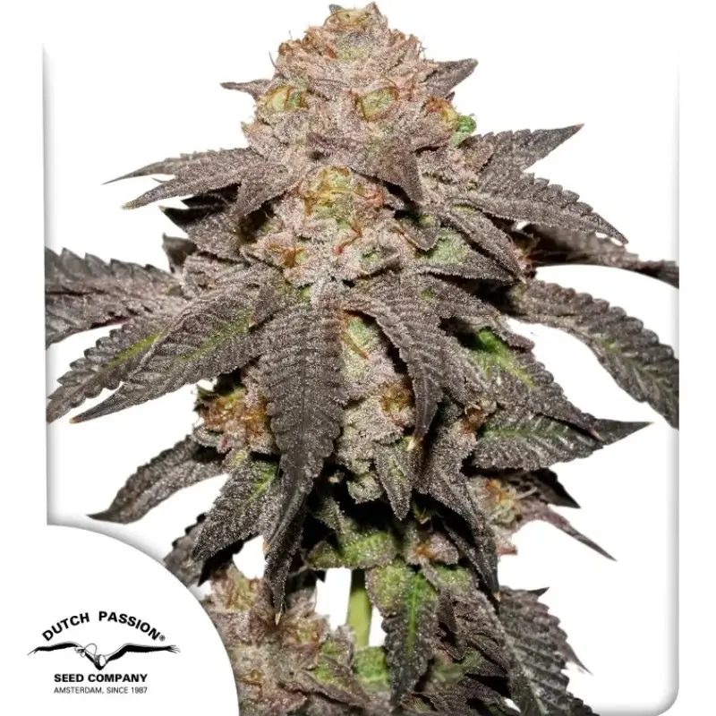 KINGSTON PUNCH DUTCH PASSION FEM