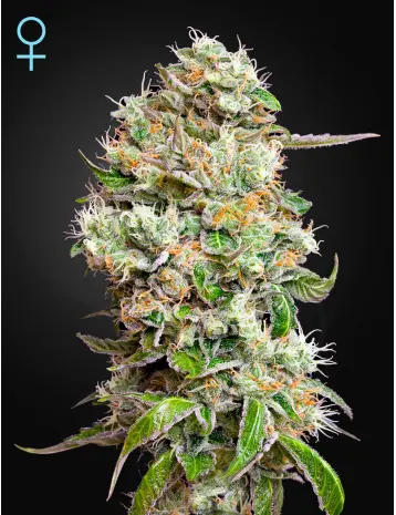 KING’S KUSH AUTO CBD GREEN HOUSE SEED