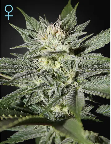 KING’S KUSH CBD GREEN HOUSE SEED