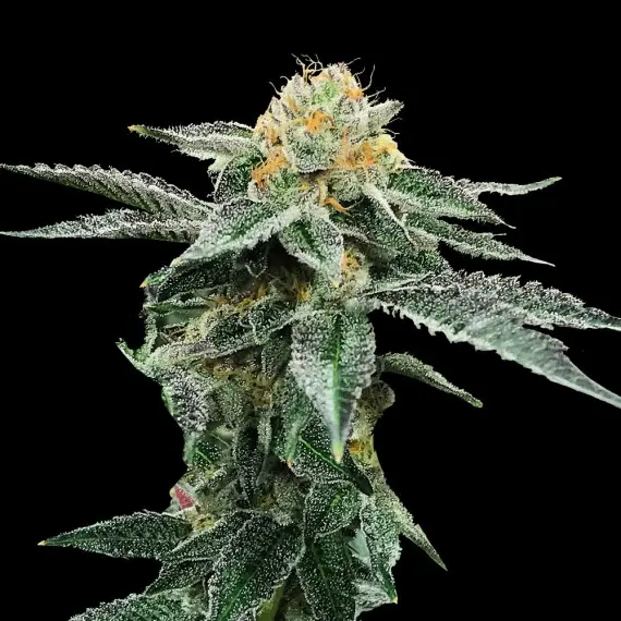 KOSHER COOKIES RESERVA PRIVADA DNA GENETICS FEM