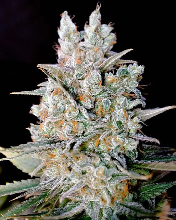 KRITIKAL BILBO AUTO GENEHTIK SEEDS