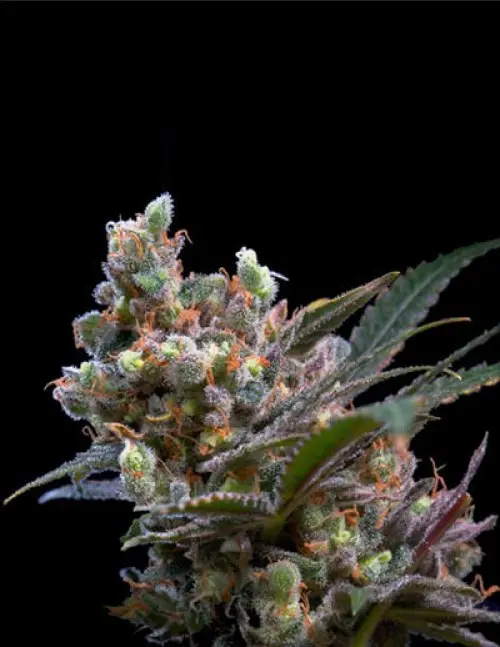 KRITIKAL BILBO FEM GENEHTIK SEEDS