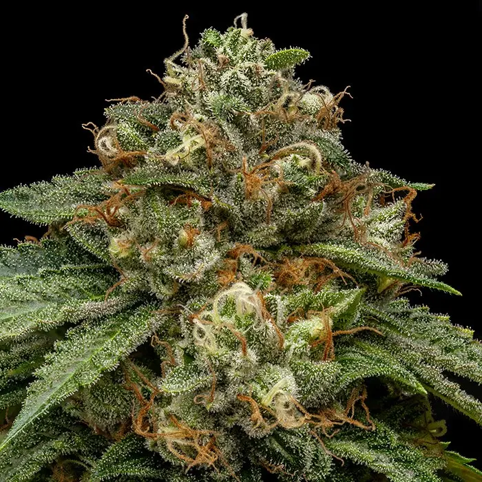 KROMA FEM RIPPER SEEDS